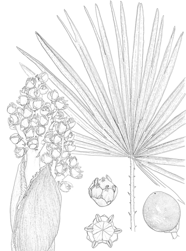 Chamaerops humilis